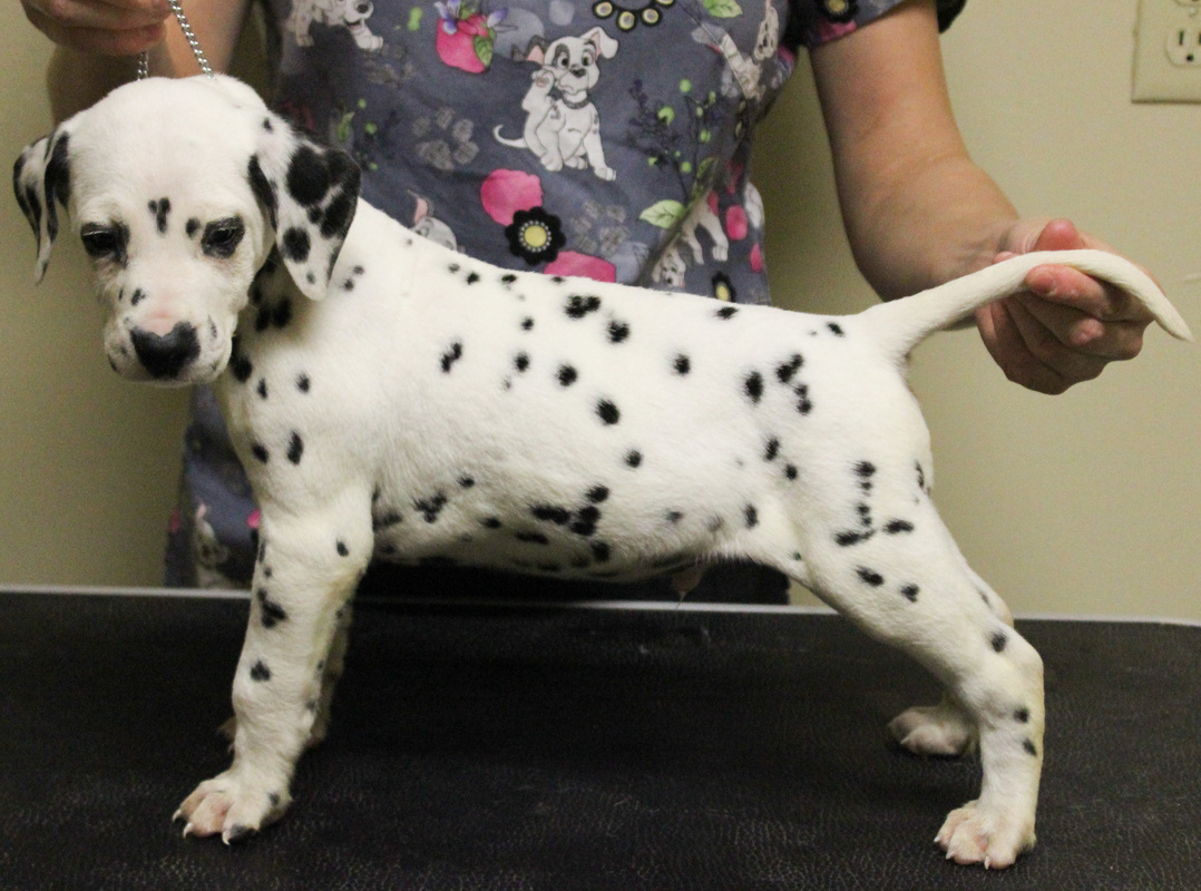 DALMATIAN PUPPIES FOR SALE TO FOREVER YOUNG FARM