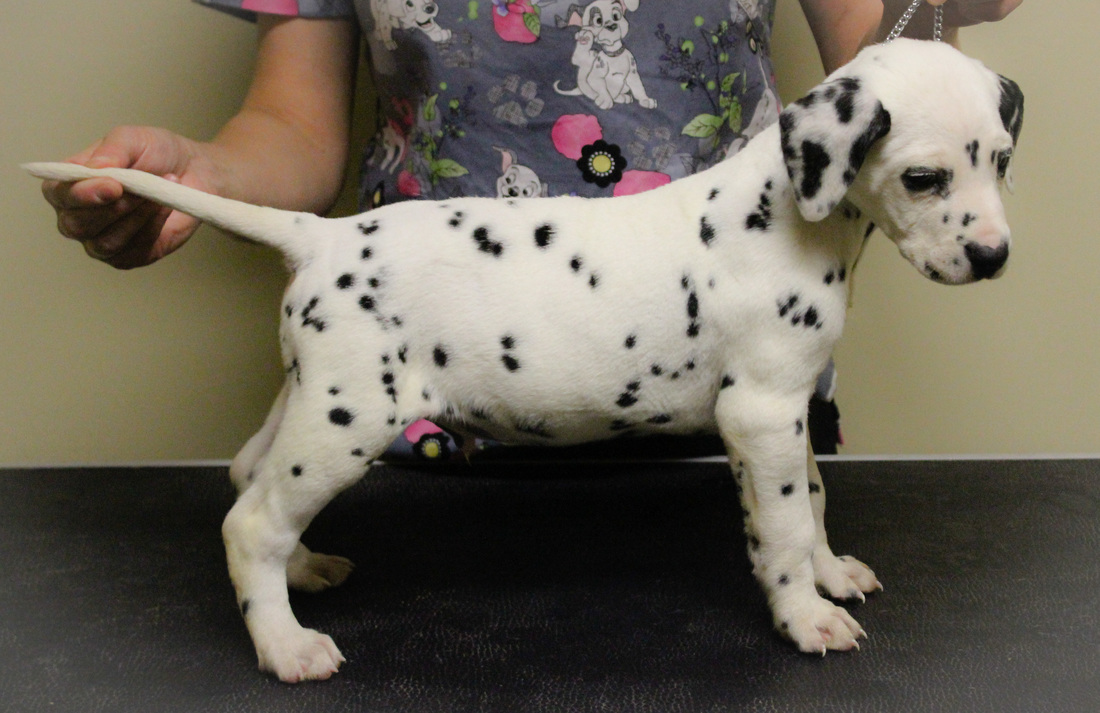 DALMATIAN PUPPIES FOR SALE TO FOREVER YOUNG FARM